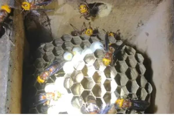 中蜂1脾繁殖3脾要多长时间，大致需要2个月