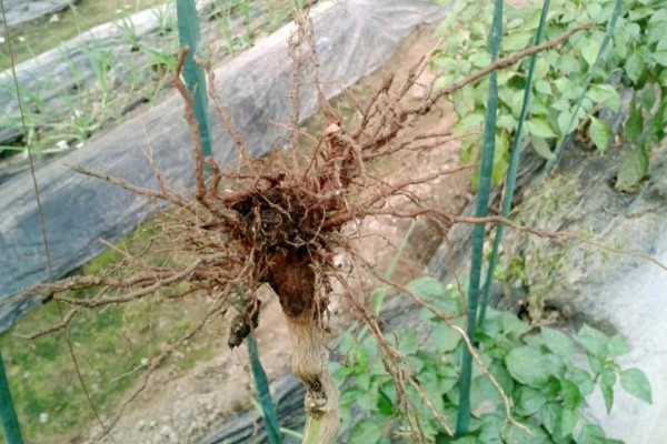 辣椒根腐病有什么特点，发病初期叶缘出现发黄变褐等情况