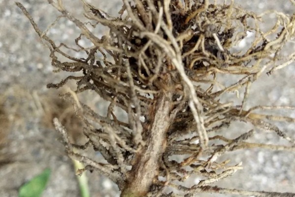 辣椒根腐病有什么特点，发病初期叶缘出现发黄变褐等情况