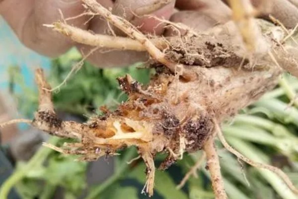 辣椒根腐病有什么特点，发病初期叶缘出现发黄变褐等情况