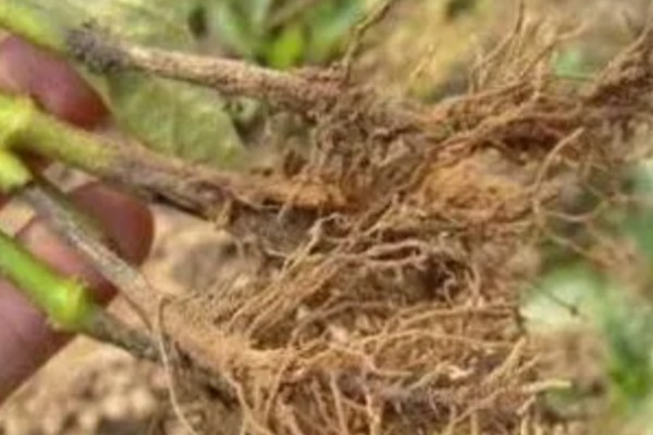 辣椒根腐病有什么特点，发病初期叶缘出现发黄变褐等情况