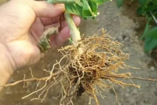 辣椒根腐病有什么特点，发病初期叶缘出现发黄变褐等情况