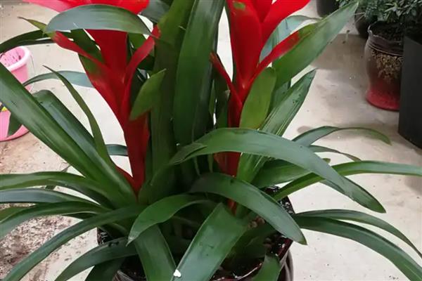 鸿运当头侧芽如何栽培，先选择健壮、饱满的侧芽