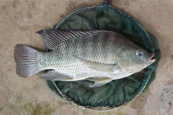 罗非鱼有没有毒,背鳍刺有微毒