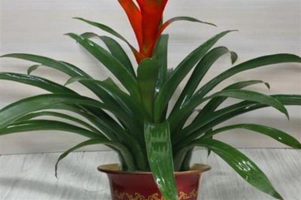 鸿运当头侧芽如何栽培，先选择健壮、饱满的侧芽