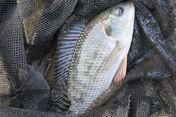 罗非鱼有没有毒,背鳍刺有微毒