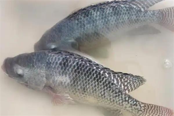 罗非鱼有没有毒,背鳍刺有微毒