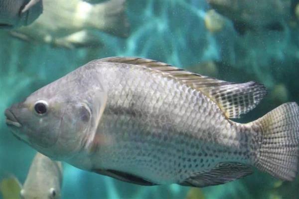 罗非鱼有没有毒,背鳍刺有微毒