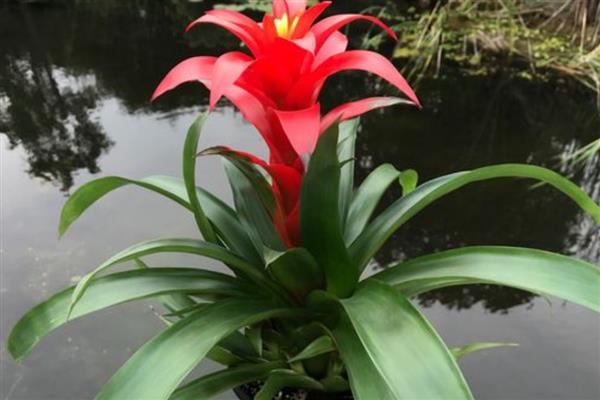 鸿运当头侧芽如何栽培，先选择健壮、饱满的侧芽