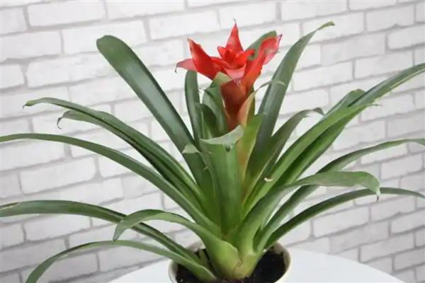 鸿运当头侧芽如何栽培，先选择健壮、饱满的侧芽