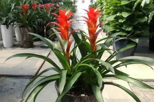 鸿运当头侧芽如何栽培，先选择健壮、饱满的侧芽