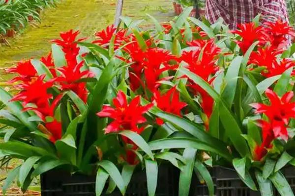 鸿运当头侧芽如何栽培，先选择健壮、饱满的侧芽