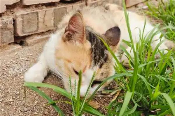 猫咪吃草的原因，是因为肚子里有毛球