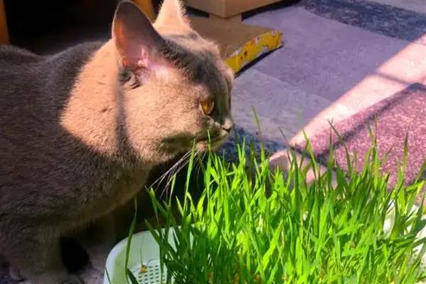 猫咪吃草的原因，是因为肚子里有毛球