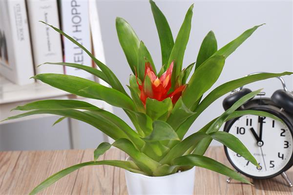 鸿运当头侧芽如何栽培，先选择健壮、饱满的侧芽