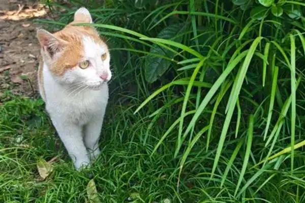 猫咪吃草的原因，是因为肚子里有毛球