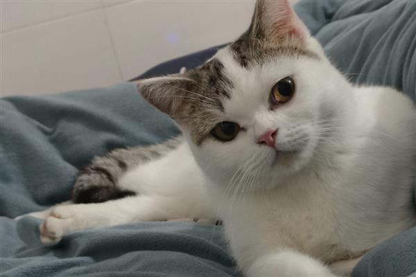 猫咪吃草的原因，是因为肚子里有毛球