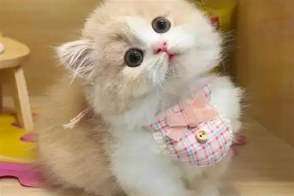 猫咪吃草的原因，是因为肚子里有毛球