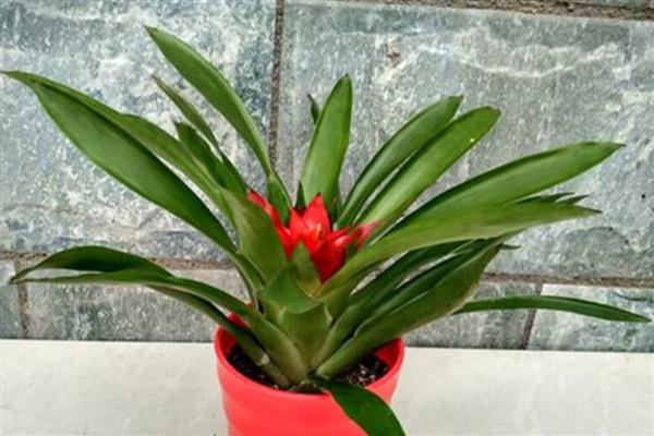 鸿运当头侧芽如何栽培，先选择健壮、饱满的侧芽