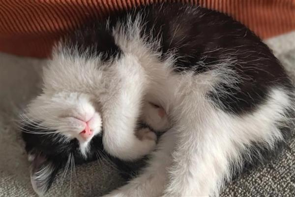 猫咪吃草的原因，是因为肚子里有毛球