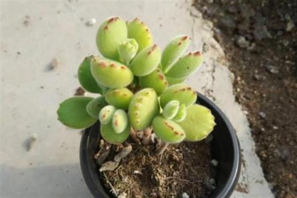 怎么养刚买的熊童子,要严格的控制好光照、水分等