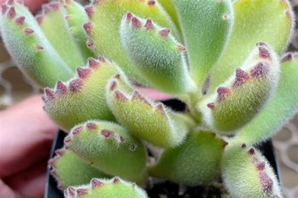 怎么养刚买的熊童子,要严格的控制好光照、水分等