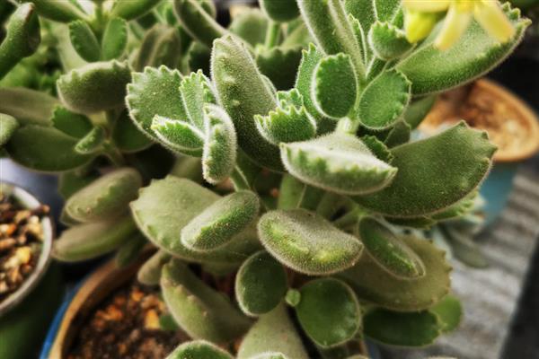 怎么养刚买的熊童子,要严格的控制好光照、水分等