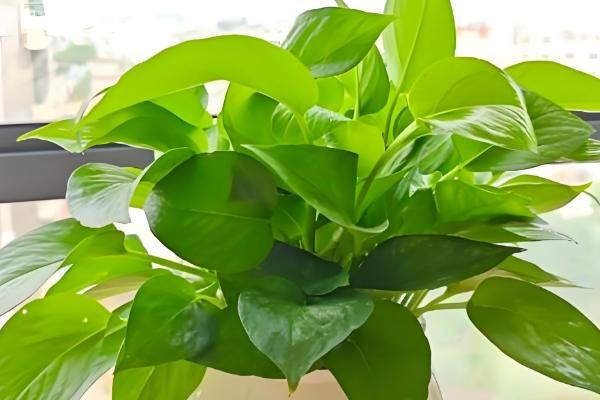 绿萝的品种,常见的有青叶绿萝、霓虹绿萝等