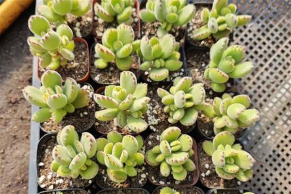 怎么养刚买的熊童子,要严格的控制好光照、水分等