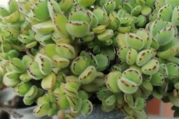 怎么养刚买的熊童子,要严格的控制好光照、水分等