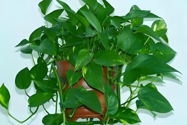 绿萝的品种,常见的有青叶绿萝、霓虹绿萝等