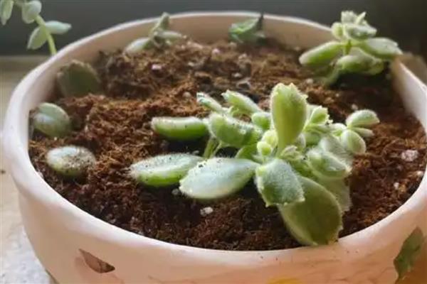 怎么养刚买的熊童子,要严格的控制好光照、水分等