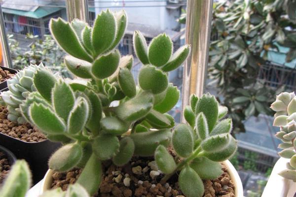 怎么养刚买的熊童子,要严格的控制好光照、水分等