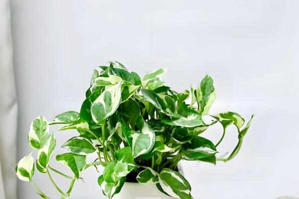 绿萝的品种,常见的有青叶绿萝、霓虹绿萝等