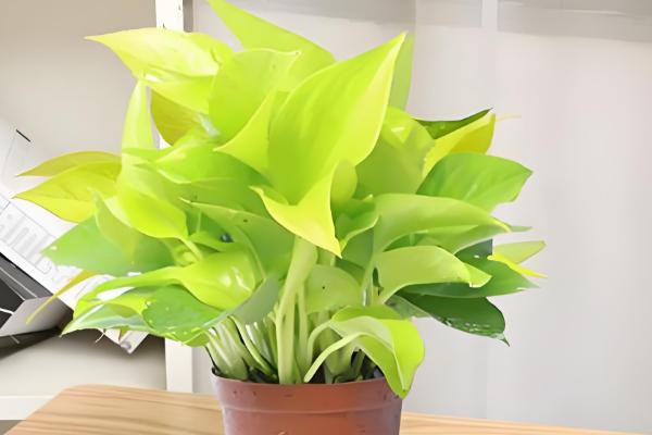 绿萝的品种,常见的有青叶绿萝、霓虹绿萝等