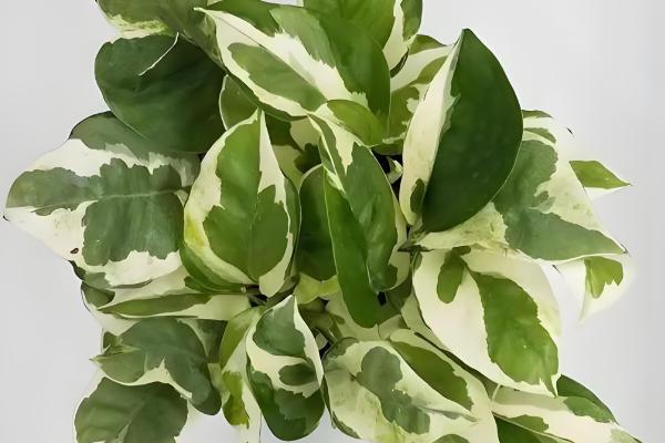 绿萝的品种,常见的有青叶绿萝、霓虹绿萝等