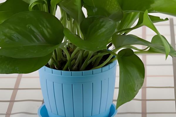 绿萝的品种,常见的有青叶绿萝、霓虹绿萝等