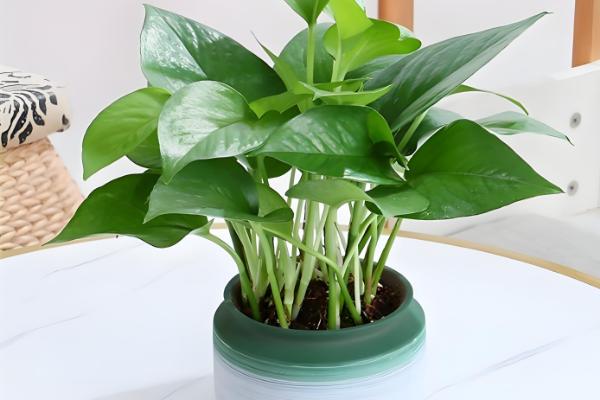 绿萝的品种,常见的有青叶绿萝、霓虹绿萝等