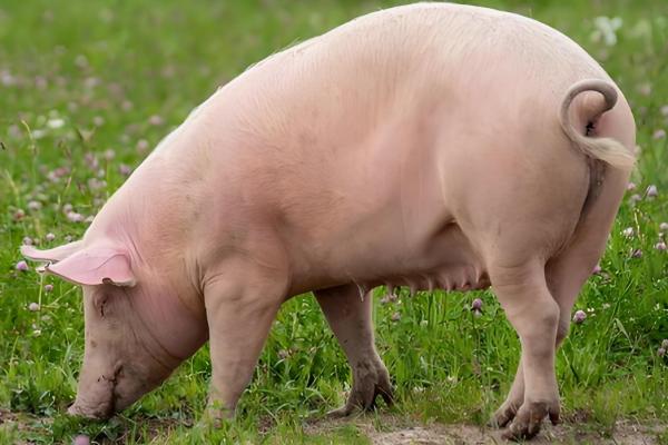 猪蛔虫病的症状，会不停的咳嗽、呼吸增快等