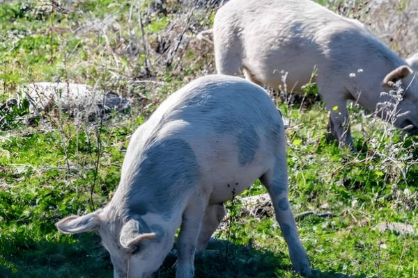 猪蛔虫病的症状，会不停的咳嗽、呼吸增快等