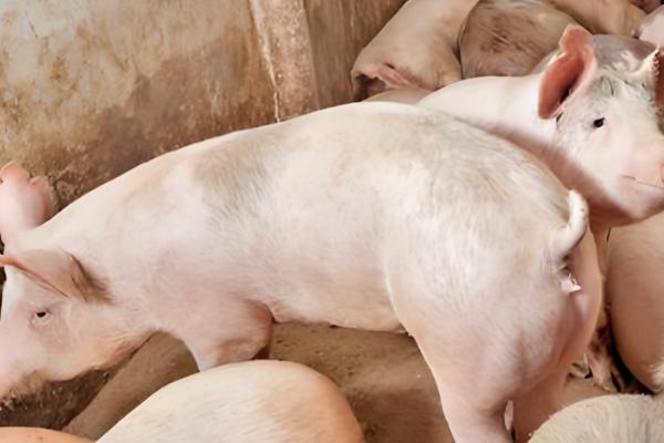 猪蛔虫病的症状，会不停的咳嗽、呼吸增快等