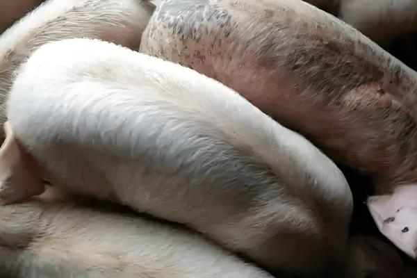 猪蛔虫病的症状，会不停的咳嗽、呼吸增快等