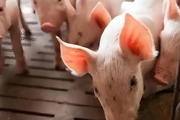 猪蛔虫病的症状，会不停的咳嗽、呼吸增快等