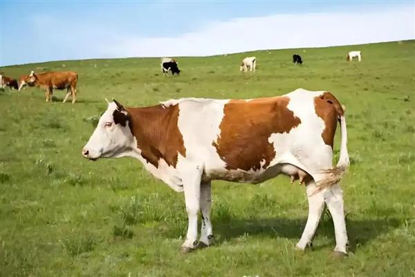 牛不用修蹄子的原因，牛蹄磨损少无需修理