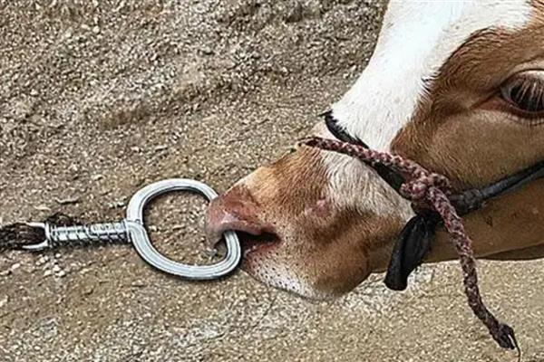 牛不用修蹄子的原因，牛蹄磨损少无需修理