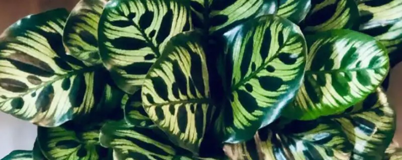 孔雀竹芋叶片萎缩的原因,环境温度、湿度不适造成的