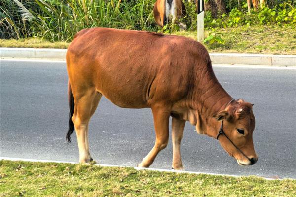 牛不用修蹄子的原因，牛蹄磨损少无需修理