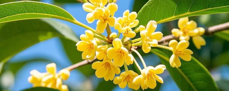 桂花树不开花是不是公的,并不能说明它是公树