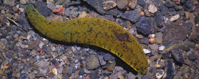 蚂蟥的养殖方法，将动物血液与饲料、草粉混在一起投喂