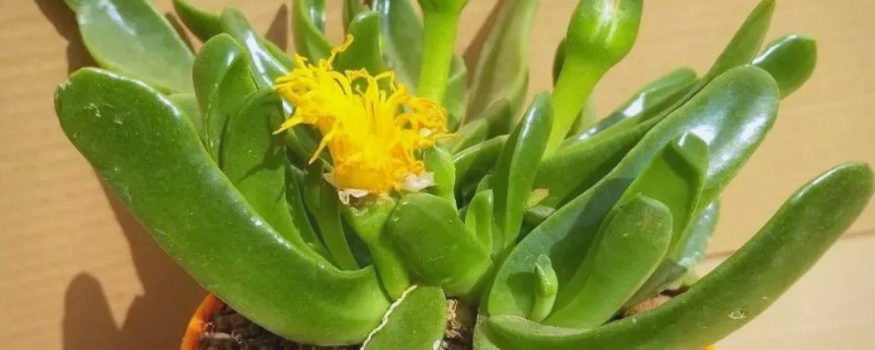 佛手掌的扦插方法，用生根溶液浸泡后再插入土壤中